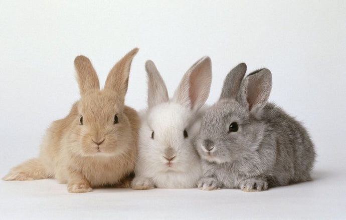 コスメと動物実験🐰