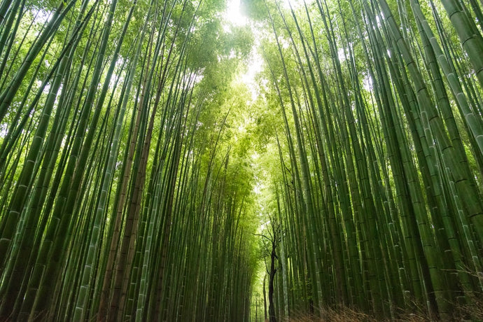 why bamboo?
